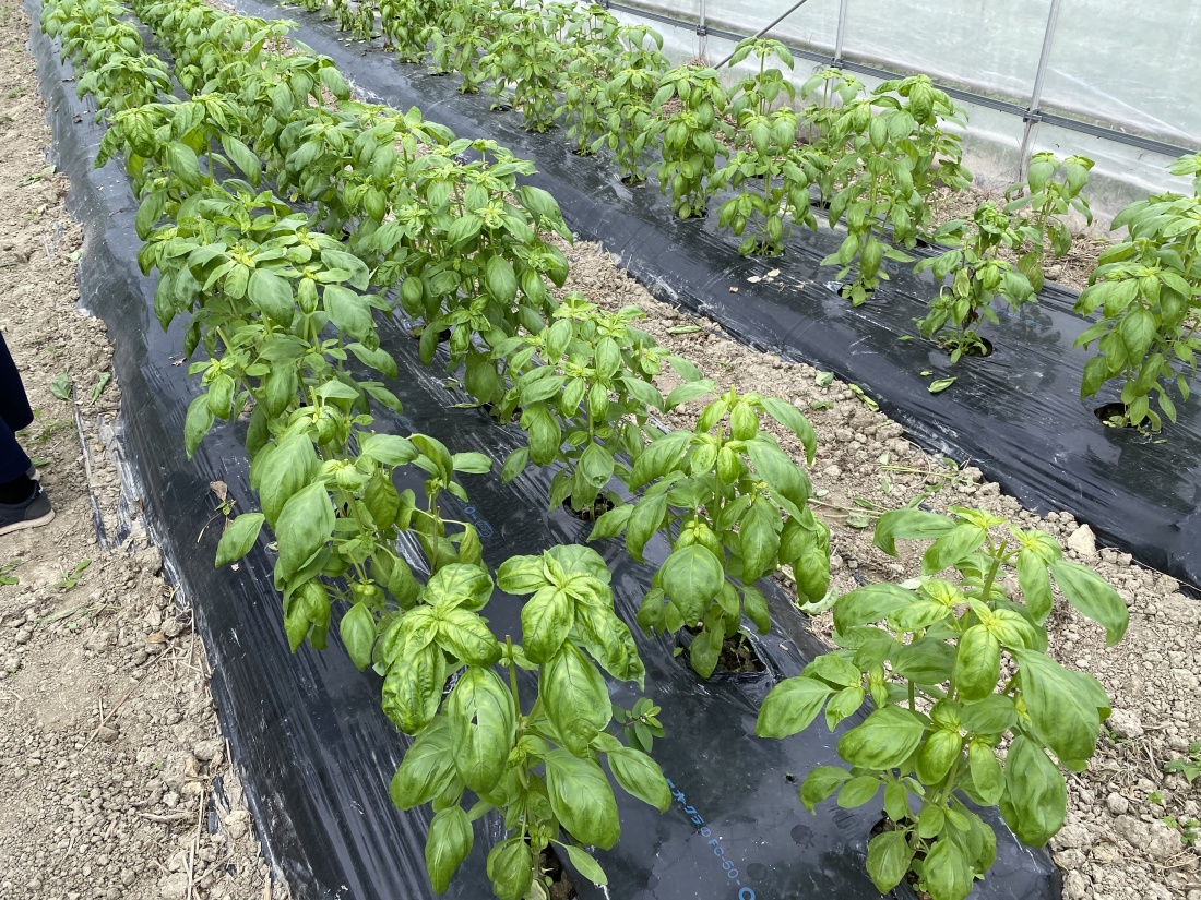 イタリアンスイートバジル