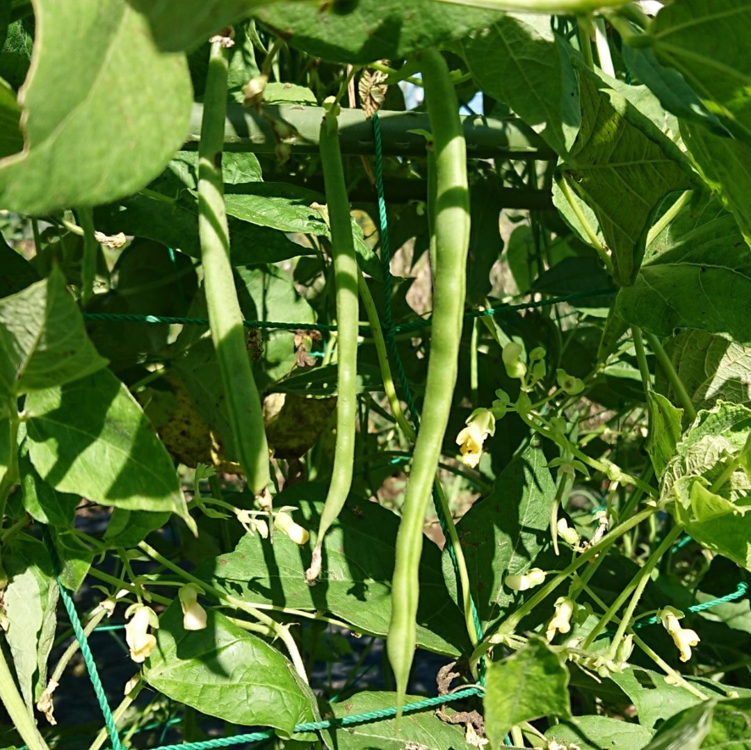 さやいんげん（塩いんげん）